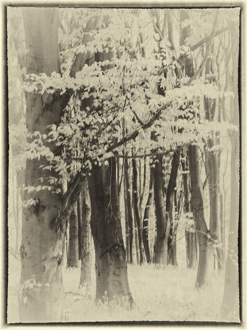 WI862 Andrew's Woods Sevenoaks 30 04 23